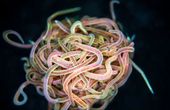 What a Tangled Robot We Weave