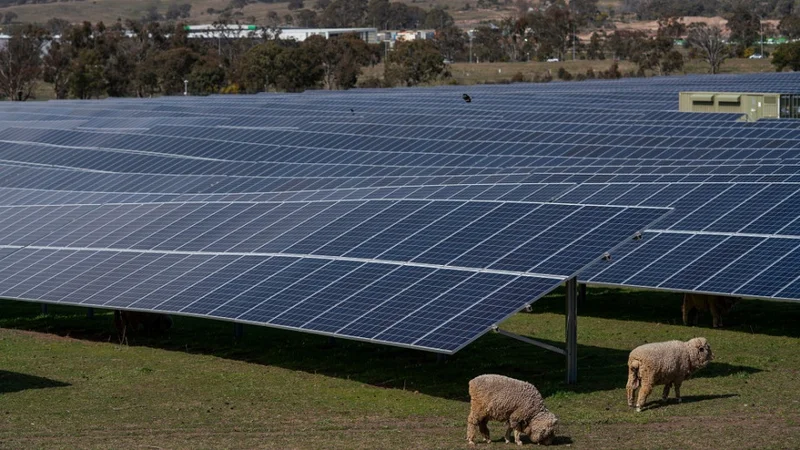 A solar farm near Hume in the ACT. Photo: Lannon Harley/ANU
