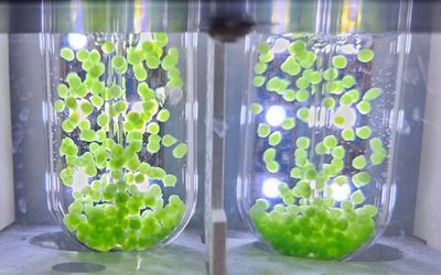 Researchers aim to develop space biomanufacturing from carbon dioxide, astronaut wastes