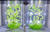 Researchers aim to develop space biomanufacturing from carbon dioxide, astronaut wastes