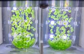 Researchers aim to develop space biomanufacturing from carbon dioxide, astronaut wastes