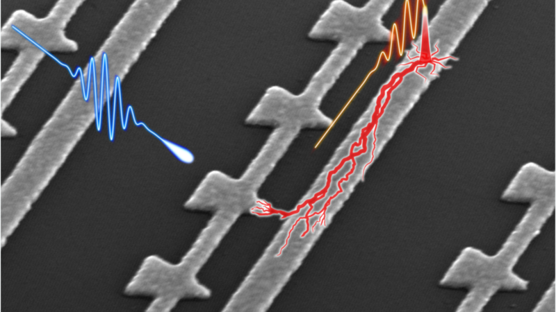 As a laser illuminates these nanometer-scale devices (blue wave), attosecond electron flashes are generated (red pulse) at the ends of nanotips and used to trace out weak light fields (red wave). Credits:Image: Marco Turchetti