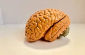 Memory, Neuralink, and Immortality of Consciousness