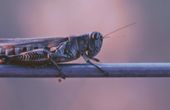 Brain-machine interfaces for insects to study principles of odor-guided navigation