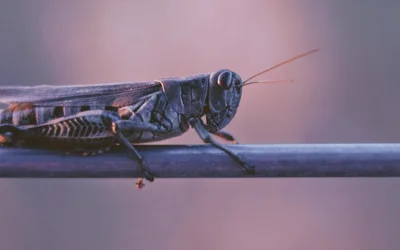 Brain-machine interfaces for insects to study principles of odor-guided navigation