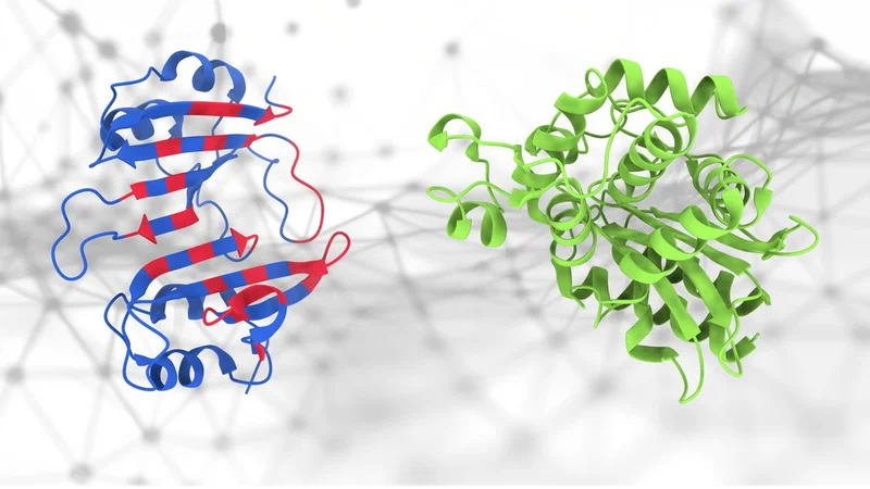 The geometric deep-learning method (PeSTo) used to predict protein binding interfaces. The amino acids involved in the protein binding interface are highlighted in red. Credit: Lucien Krapp (EPFL)