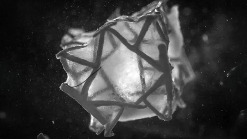 Illustration of the 3D-printed scaffold, which contracts in heart tissue  (Image: Soft Robotics Laboratory / ETH Zurich)