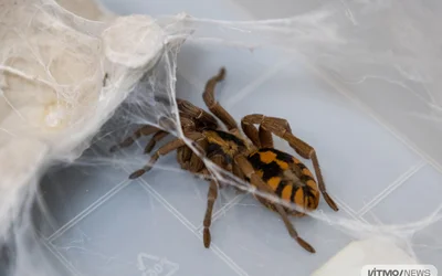 Real-Life Superpower: Researchers Use Magnetic Nanoparticles to Improve Spider Web Strength