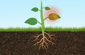 SMART researchers engineer a plant-based sensor to monitor arsenic levels in soil