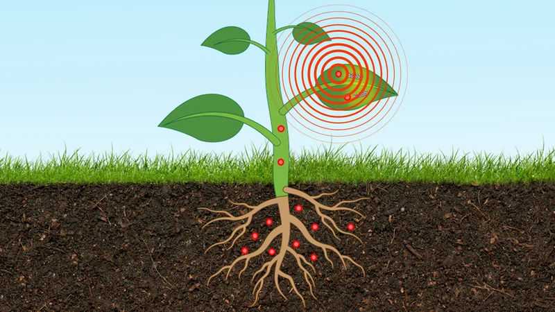 A novel type of plant nanobionic optical sensor can detect and monitor, in real-time, levels of arsenic in the underground environment. Credits:Image courtesy of Singapore-MIT Alliance for Research and Technology; Christine Daniloff, MIT
