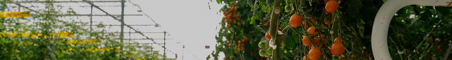 banner image