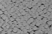 Using shark scales to design better drones, planes, and wind turbines