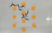 Robotic matter flows, adapts through mechanical intelligence