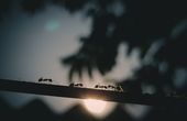 Podcast: Ant Inspired Swarm Robots