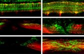 Magnetoelectric microrobots for spinal cord injury regeneration
