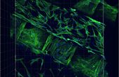 Tissue Engineering and 3D Printing: Two Revolutionary Disciplines Now Fused Into One