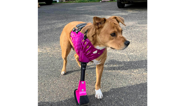Utilizing 3D Printing To Create Pet Prosthetics
