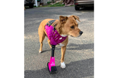 Utilizing 3D Printing To Create Pet Prosthetics