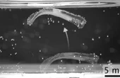 One small leap for a muscle, one giant step for robotics