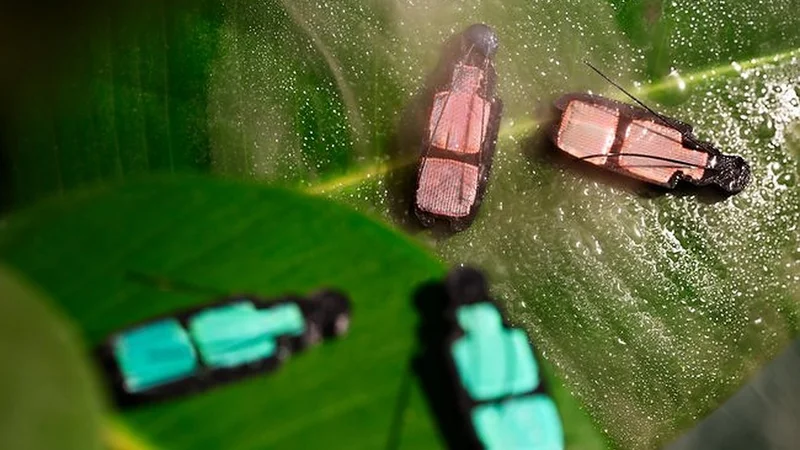 The 4D-printed beetle that changes color when it gets wetter