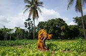 Innovative system turns human waste into sustainable fertilizer