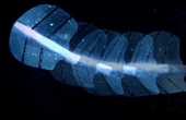 Novel artificial muscles move with sound
