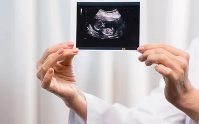 Making way for a digital twin of the human placenta