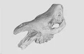 YXLON - 3D Printed Rhinoceros Skull