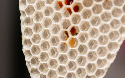 Lightweighting with Cellular Materials: Insights from Nature