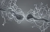 Solving brain dynamics gives rise to flexible machine learning models