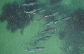 Dolphin Tracking UAVs