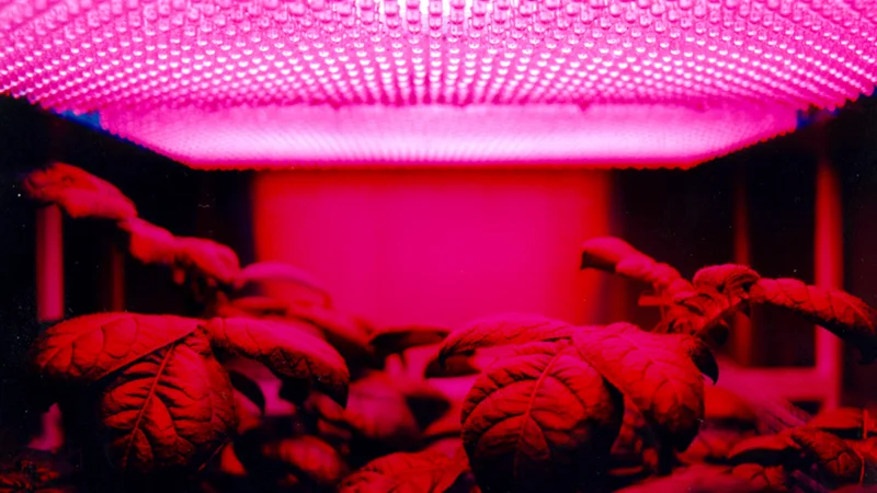  Research led by the University of Illinois Urbana-Champaign uses polymer-based stretchable electrodes to remotely monitor plant growth, bringing scientists a step closer to growing plants in space to feed astronauts during long missions.  Photo courtesy NASA Marshall Space Flight Center