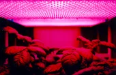 Study brings scientists a step closer to successfully growing plants in space