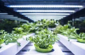 Building a 720 kW Centralized Power Solution for Horticulture Lighting: A Case Study by Sager and MEAN WELL