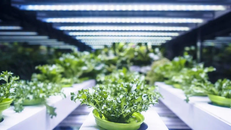 Building a 720 kW Centralized Power Solution for Horticulture Lighting: A Case Study by Sager and MEAN WELL