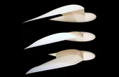 Podcast: Bird-Inspired Drone Wings, Scaling Digital Twins, Tracking Microplastics From Space