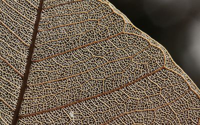 Bio-inspired materials' potential for efficient mass transfer boosted by a new twist on a century-old theory