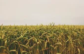 Why IoT Is The Future Of Agriculture
