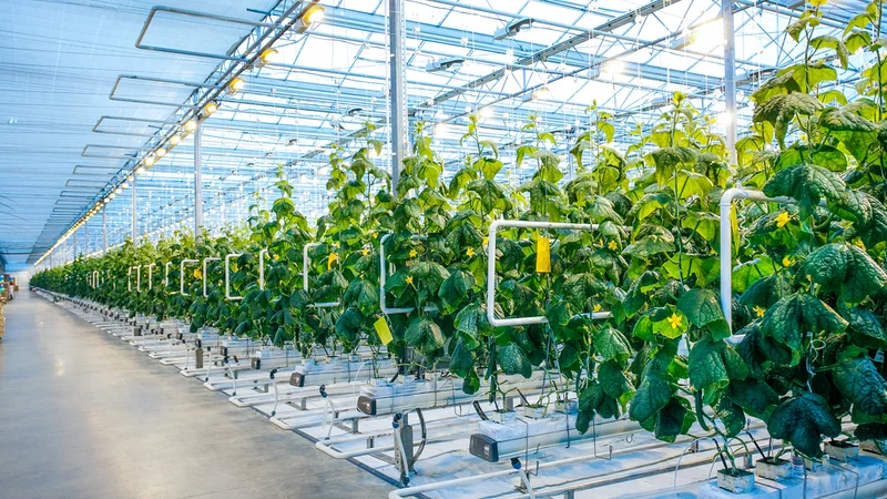 Applying Single Board Computers (SBCs) in Indoor Agriculture Applications