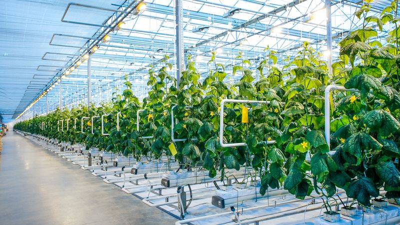 Applying Single Board Computers (SBCs) in Indoor Agriculture Applications