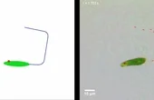Tiny pond dwellers could help scientists design swimming robots