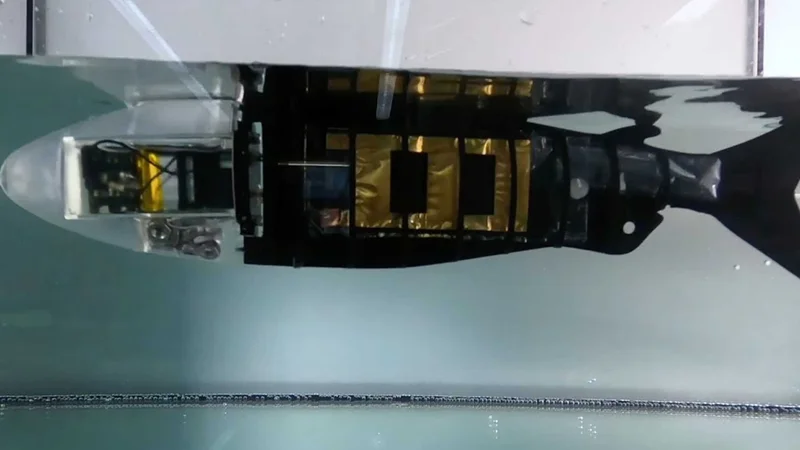 Artificial muscles in action under water. (Photograph: Screenshot from video by Gravert et al. Science Advances 2024)