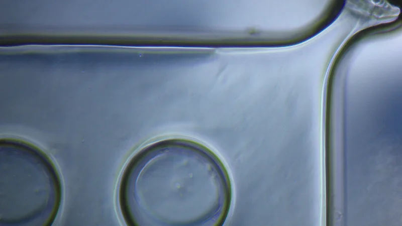 Hydrogel mould of 64-microwell array