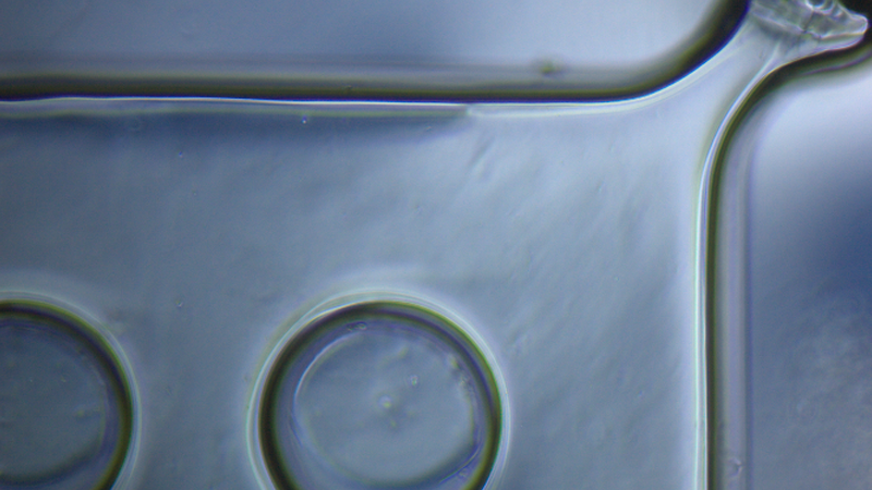 Hydrogel mould of 64-microwell array