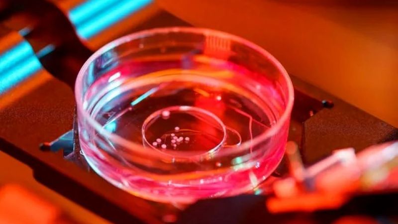 Engineers at UC San Diego demonstrated for the first time that human brain organoids implanted in mice have established functional connectivity to the animals’ cortex.  Picture by: David Baillot | UC San Diego Jacobs School of Engineering | Flickr
