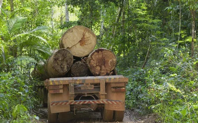 Saving the forests with wireless tech
