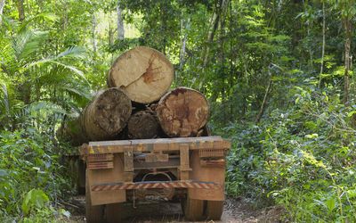 Saving the forests with wireless tech