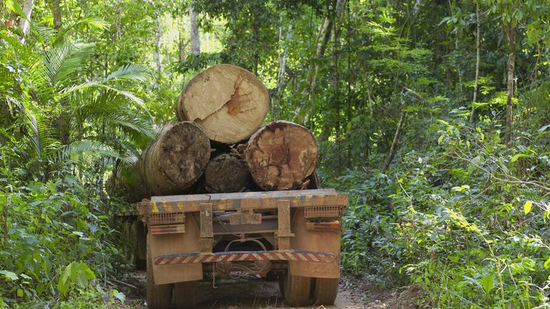 Saving the forests with wireless tech