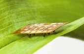 It's an ant... it's a robot... it's Picotaur! The unrivaled micro robot