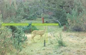 AI monitors wildlife behavior in the Swiss Alps
